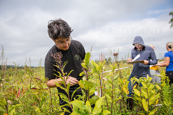 Biology_Saunders_BlackFork_Milkweed0923AWB_3673