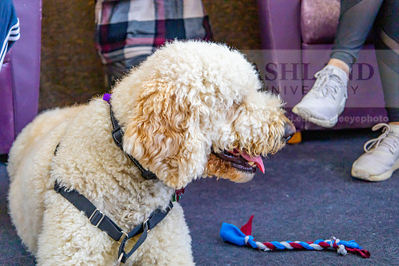 DestresswithAnimals0424MC__1337