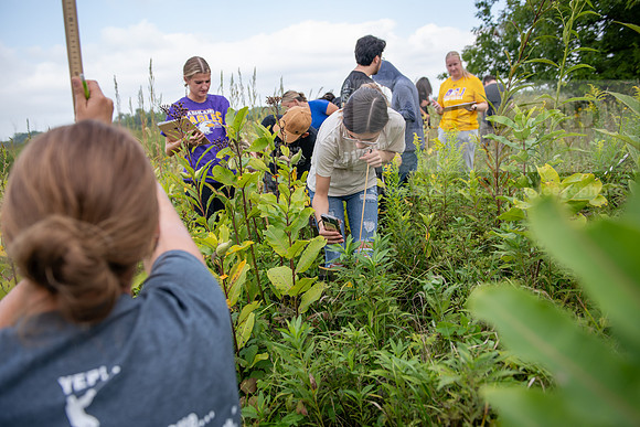 Biology_Saunders_BlackFork_Milkweed0923AWB_3539
