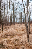 Black Fork Wetlands