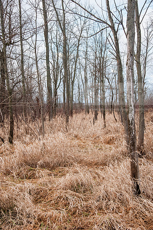 Black Fork Wetlands