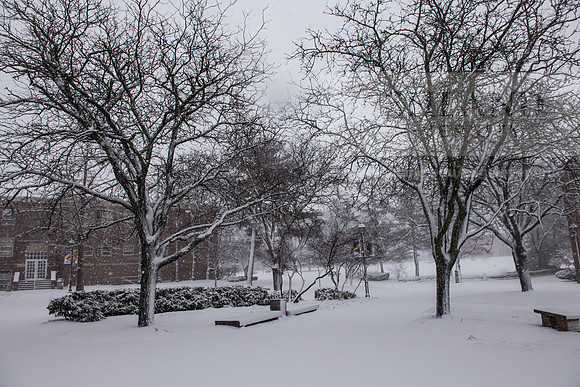 WinterSnowfall0225AWB_4174