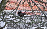 WinterCampus0117AP_DSCF5615