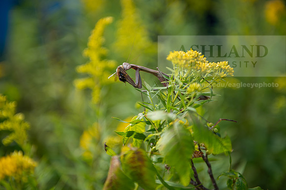 BioEcology_StofferPerserve0923AWB_4172