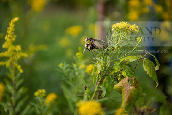 BioEcology_StofferPerserve0923AWB_4179