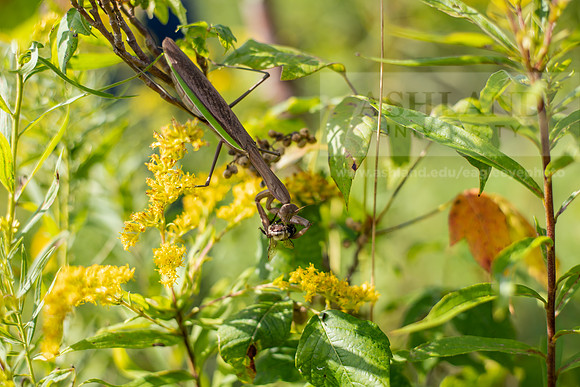 BioEcology_StofferPerserve0923AWB_4194