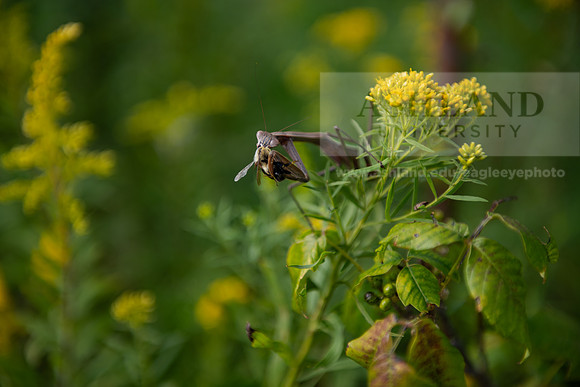 BioEcology_StofferPerserve0923AWB_4174