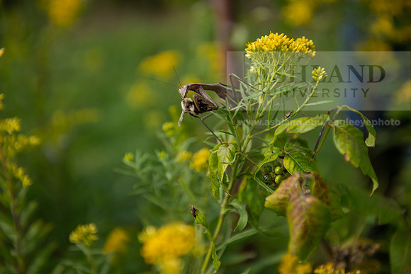 BioEcology_StofferPerserve0923AWB_4183