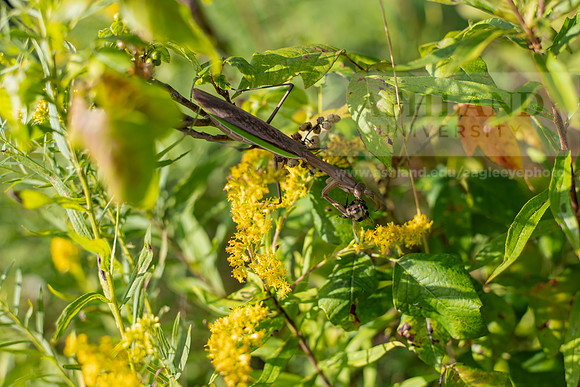 BioEcology_StofferPerserve0923AWB_4188