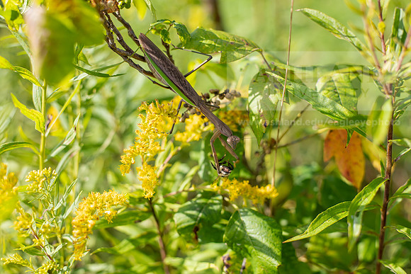 BioEcology_StofferPerserve0923AWB_4185