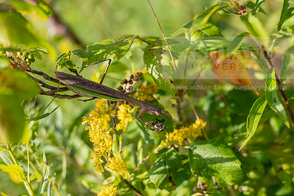 BioEcology_StofferPerserve0923AWB_4189