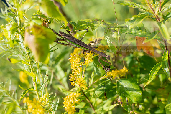BioEcology_StofferPerserve0923AWB_4186