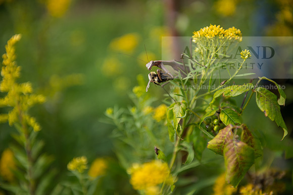BioEcology_StofferPerserve0923AWB_4180