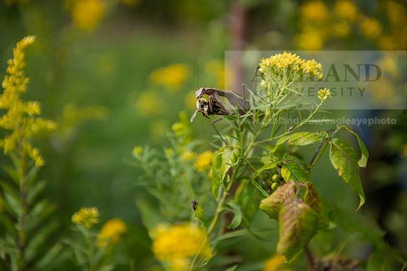 BioEcology_StofferPerserve0923AWB_4178