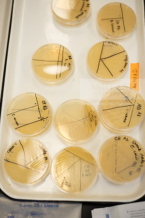 Microbiology Class - Dr. Paul Hyman
