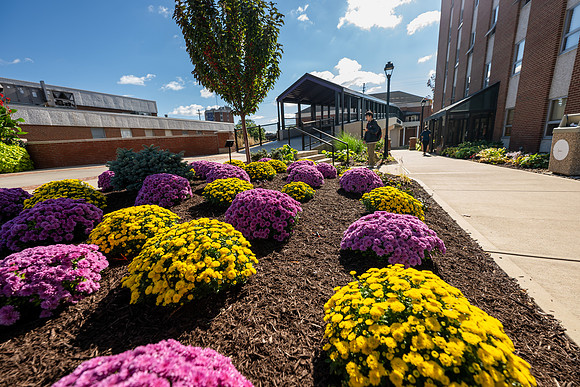 CampusBeautyPurpleYellowMums1025AWB_8885