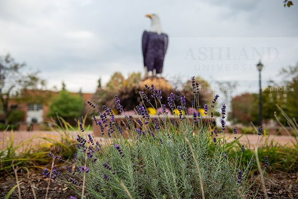 FallCampusLife1023AWB_1479