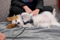 TherapyDogs1208AP_5177