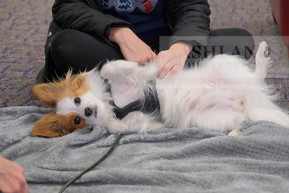 TherapyDogs1208AP_5177