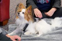 TherapyDogs1208AP_5162