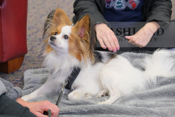 TherapyDogs1208AP_5162