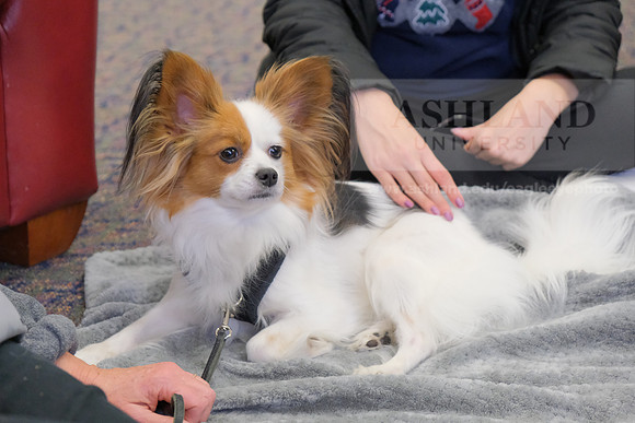 TherapyDogs1208AP_5161