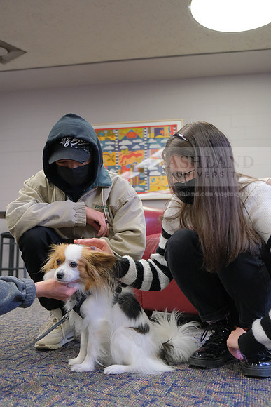 TherapyDogs1208AP_5269