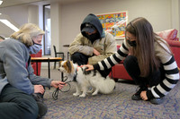 TherapyDogs1208AP_5251