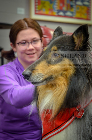 Cummins_Library Therapy Dogs-2