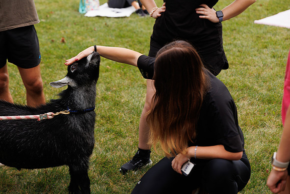 Goat Yoga 1023 BS-227