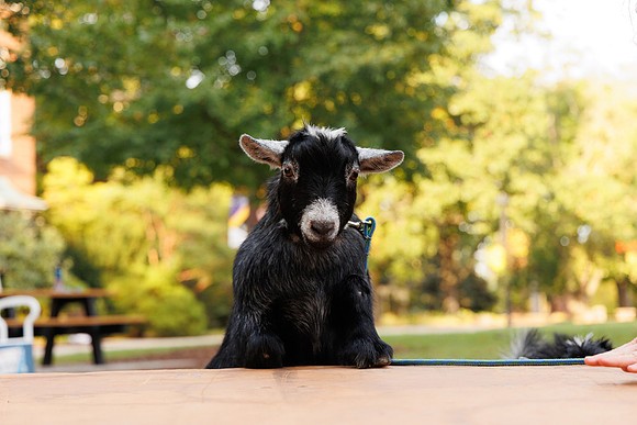 Goat Yoga 1023 BS-0714