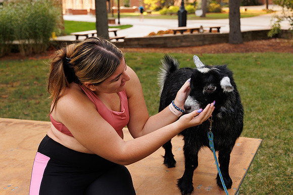Goat Yoga 1023 BS-0780