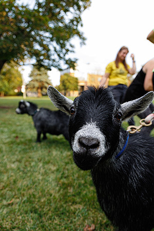 Goat Yoga 1023 BS-0919