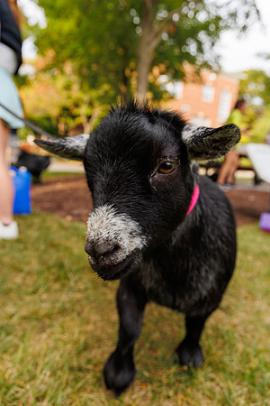 Goat Yoga 1023 BS-9842