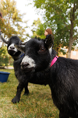 Goat Yoga 1023 BS-9855