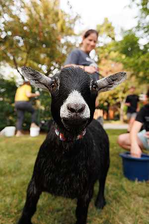 Goat Yoga 1023 BS-9860