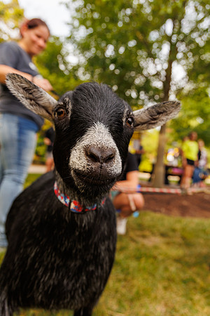 Goat Yoga 1023 BS-9863