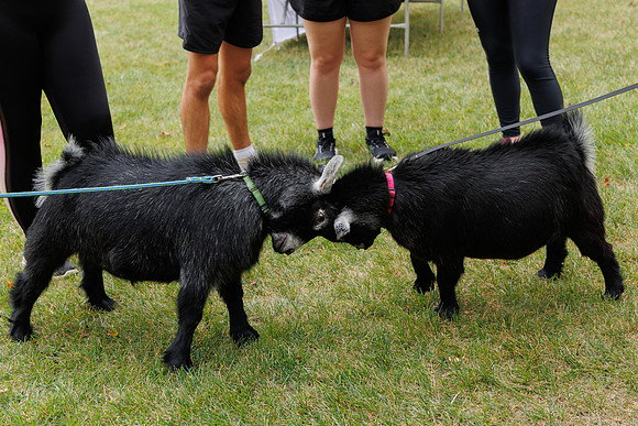 Goat Yoga 1023 BS-9952