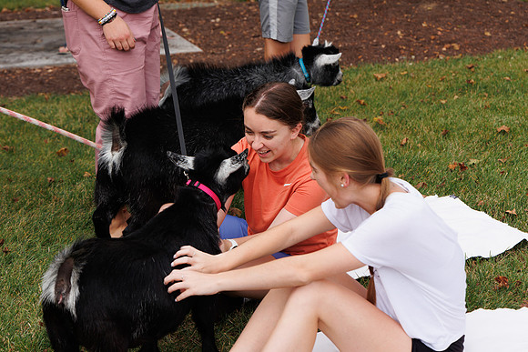 Goat Yoga 1023 BS-9979