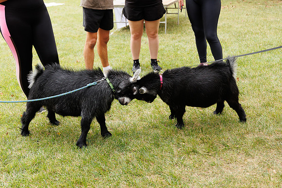 Goat Yoga 1023 BS-9953