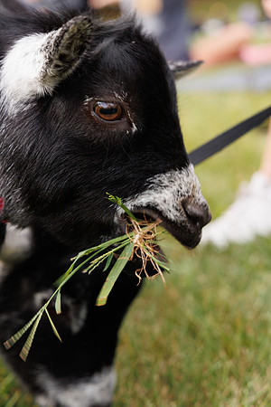Goat Yoga 1023 BS-29974