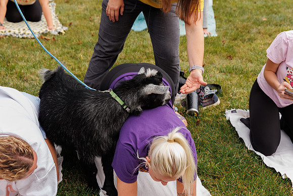 Goat Yoga 1023 BS-30052