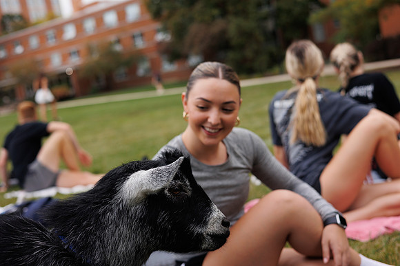 Goat Yoga 1023 BS-31188