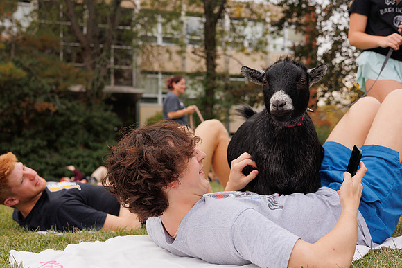 Goat Yoga 1023 BS-31293