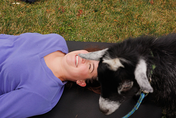 Goat Yoga 1023 BS-31329