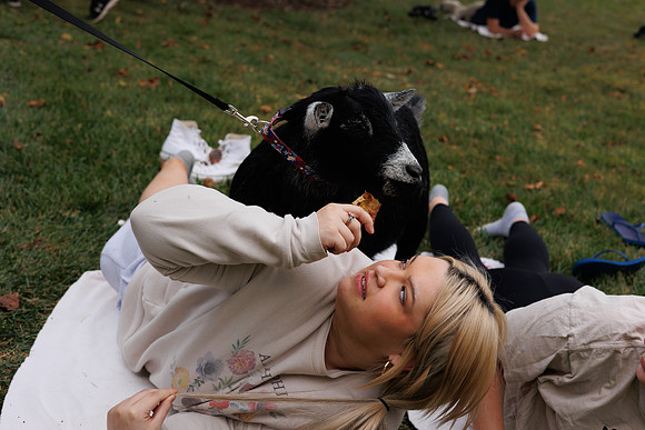 Goat Yoga 1023 BS-31411
