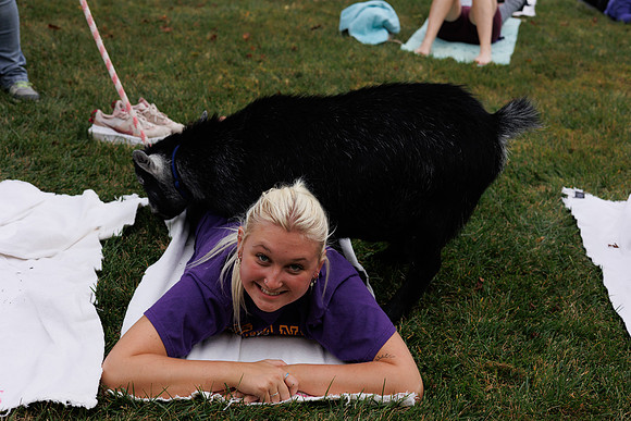 Goat Yoga 1023 BS-31425
