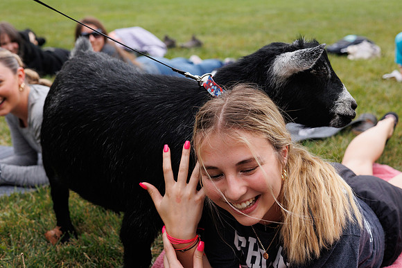 Goat Yoga 1023 BS-31464