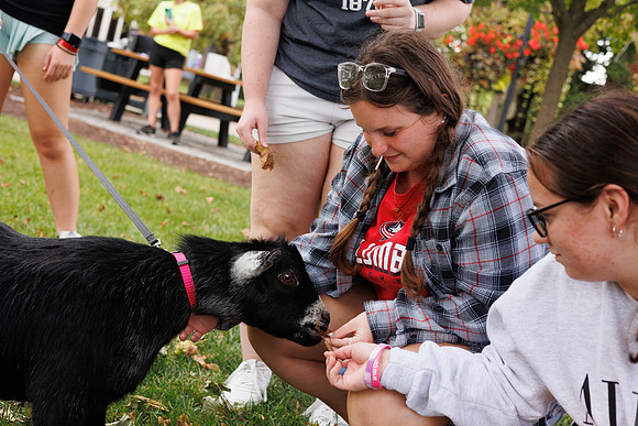 Goat Yoga 1023 BS-31612