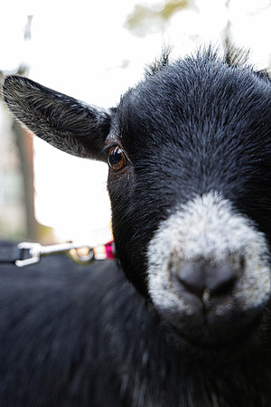 Goat Yoga 1023 BS-31774